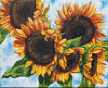 TN Sunflowers
